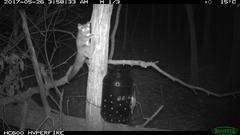 Petaurus norfolcensis