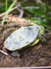 Trachemys scripta