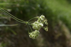Laserpitium peucedanoides