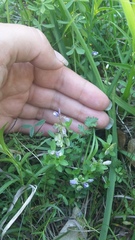 Polygala supina supina