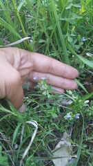 Polygala supina supina