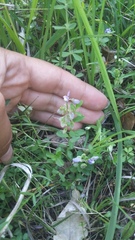 Polygala supina supina