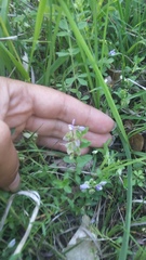Polygala supina supina