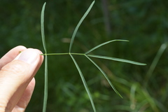 Laserpitium peucedanoides