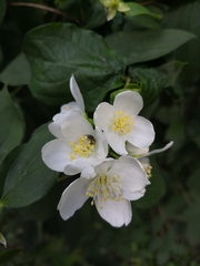 Philadelphus coronarius