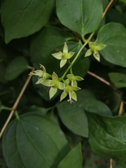 Philadelphus coronarius