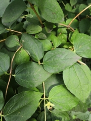 Philadelphus coronarius
