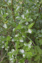 Salix glabra