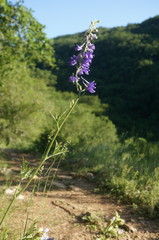 Delphinium fissum