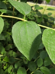 Philadelphus coronarius