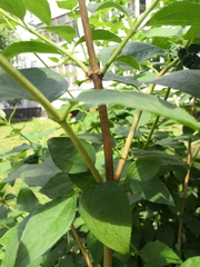 Philadelphus coronarius