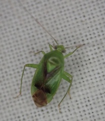 Neolygus viridis