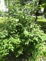 Philadelphus coronarius