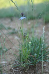 Nigella segetalis