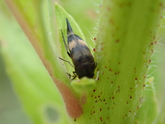 Variimorda villosa