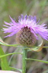 Centaurea rhaetica