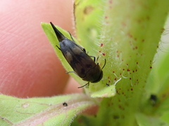Variimorda villosa