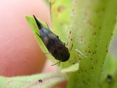 Variimorda villosa