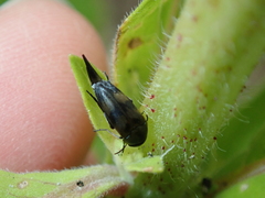 Variimorda villosa