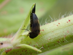 Variimorda villosa