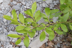 Salix appendiculata