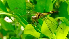 Indothemis