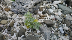 Crossostephium chinense