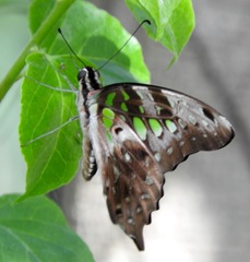 Graphium agamemnon