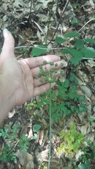 Allium decipiens quercetorum