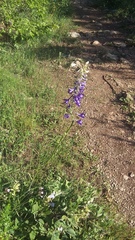 Delphinium fissum