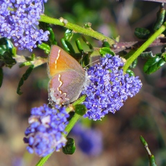 Callophrys muiri