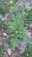 Silphiodaucus hispidus