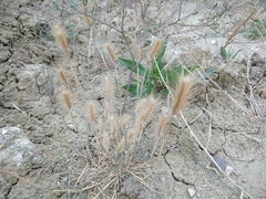 Hordeum geniculatum