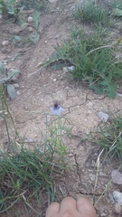 Nigella arvensis
