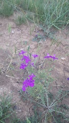 Delphinium consolida paniculatum