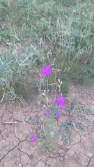 Delphinium consolida paniculatum