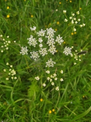 Chaerophyllum prescottii