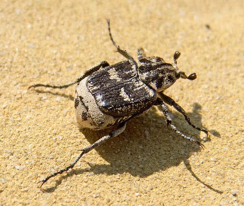 Smailapilvis Grambuoliukas nuotrauka