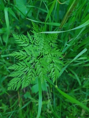 Chaerophyllum prescottii