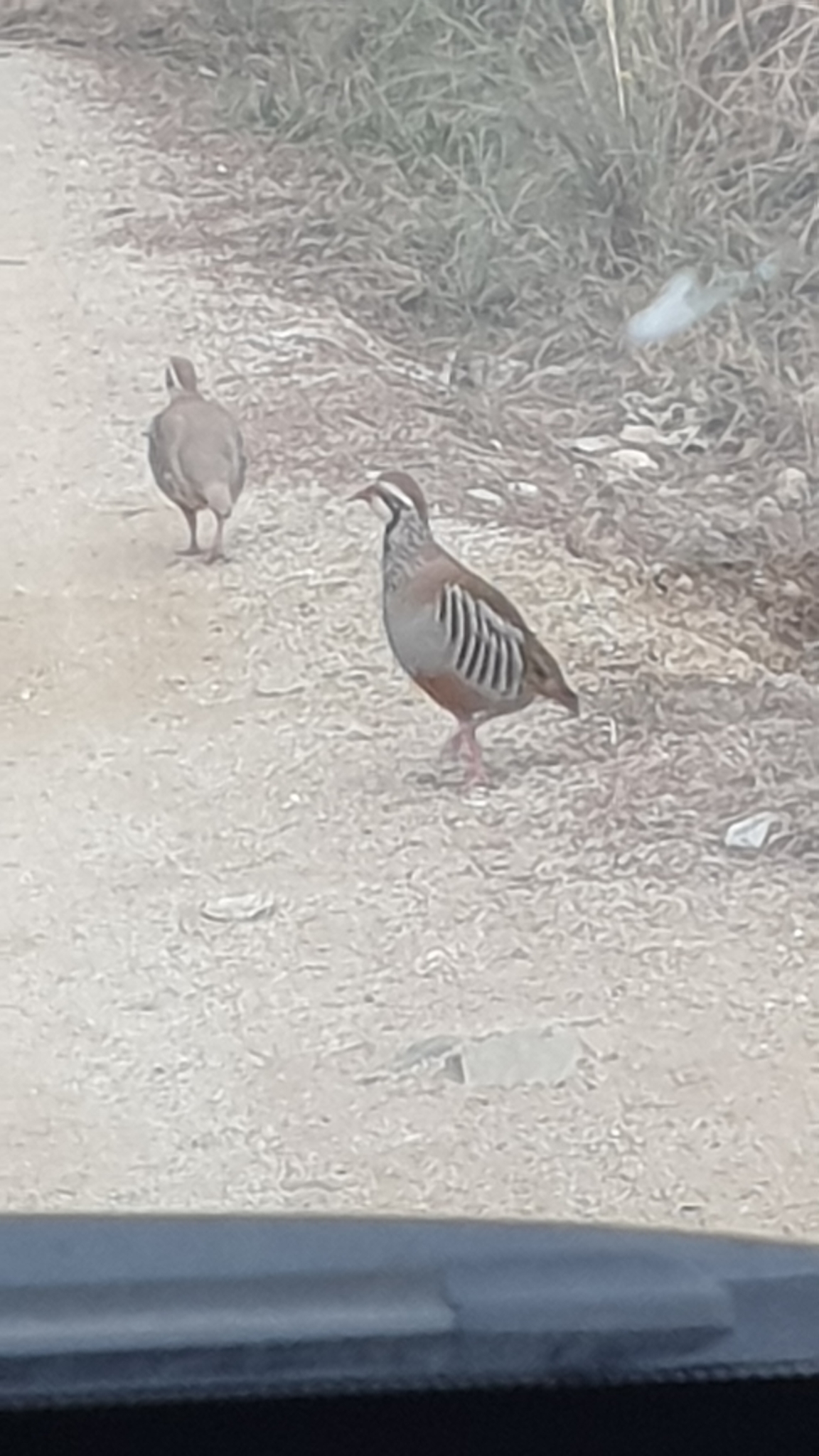 Red-legged Partridge