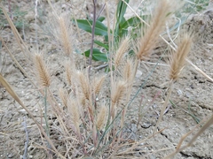 Hordeum geniculatum