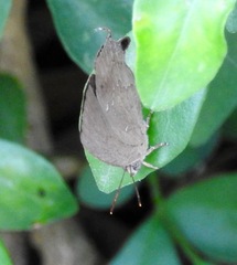 Surendra quercetorum