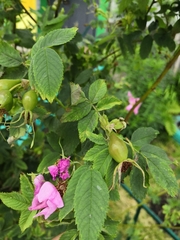 Rosa majalis
