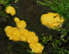 Trichoderma victoriense