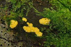 Trichoderma victoriense