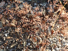 Sedum pedicellatum