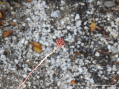 Allium sphaerocephalon