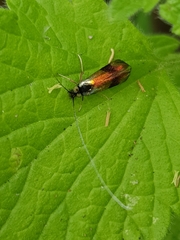 Nemophora fasciella