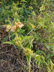 Phlomis viscosa