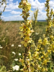 Verbascum lychnitis